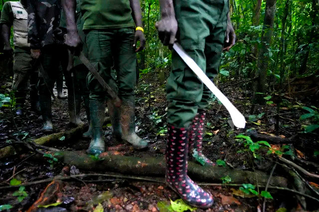 A Nigerian forest and its animals are under threat. Poachers have become rangers to protect both