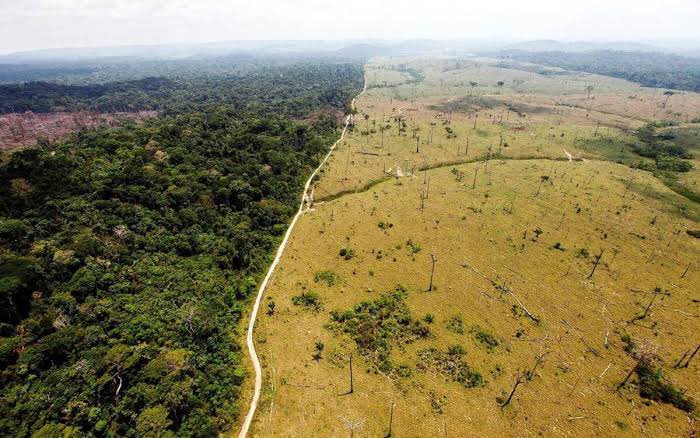 Chinese Destruction of Nigerian Forest 